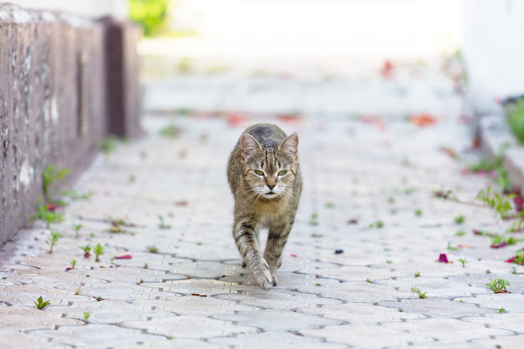 Spacery z kotem — O czym tutaj warto jednak pamiętać?