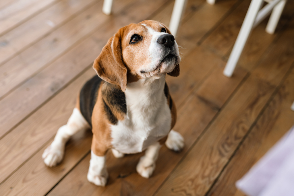 Pies – poznajmy idealne menu dla naszego pupila i właściwy rytm dnia