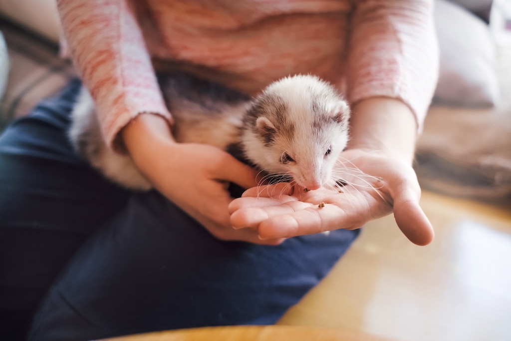 Jak przygotować się do opieki nad fretką?