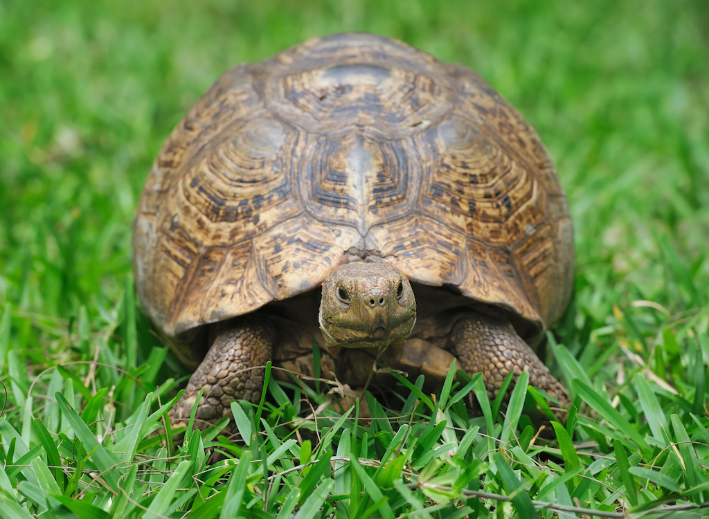 Jak przygotować się do opieki nad żółwiem?