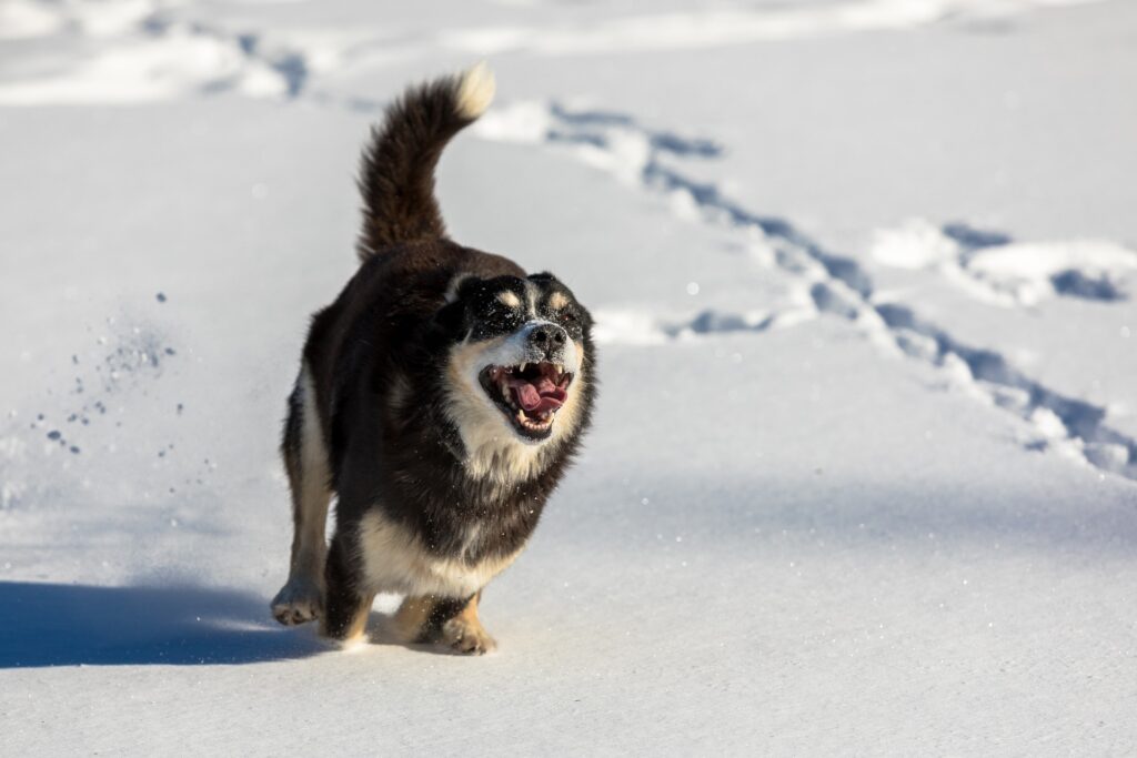 Ubranie dla psa na zimę – konieczne czy zbędne?