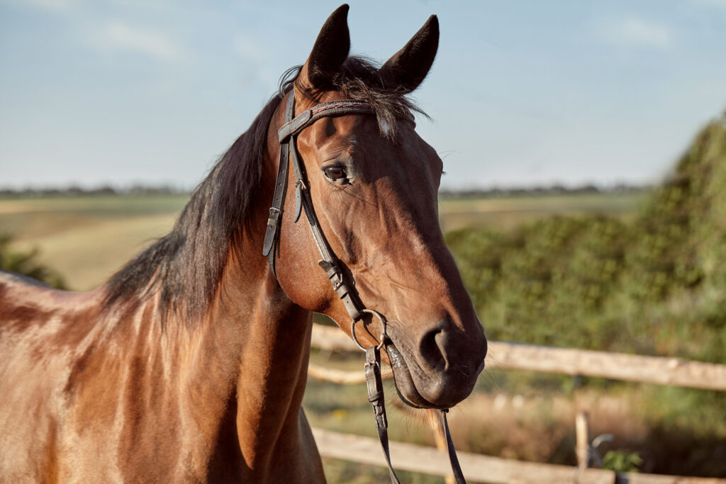 Pasza dla koni – optymalne żywienie koni hodowlanych